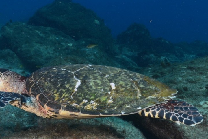 Schildkröte - Fernando de Noronha - Brasilien