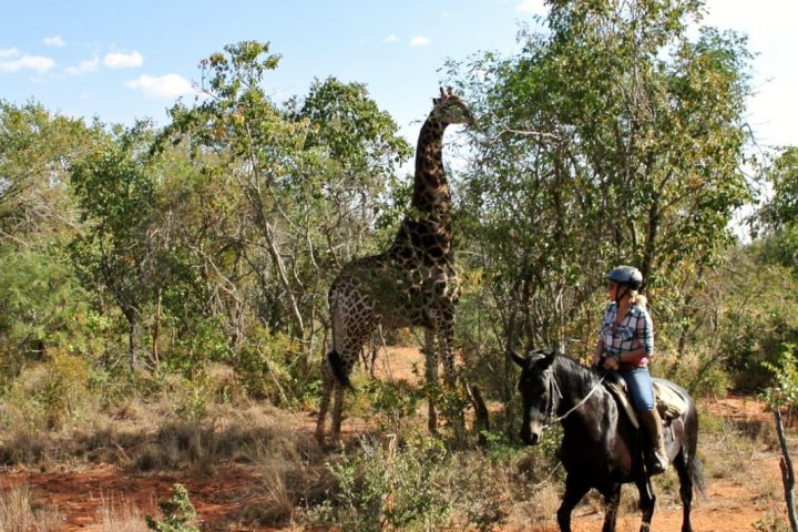 Giraffe auf Reitsafari in Südafrika