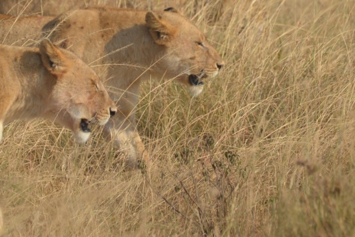 Löwen auf der Pirsch in Südafrika