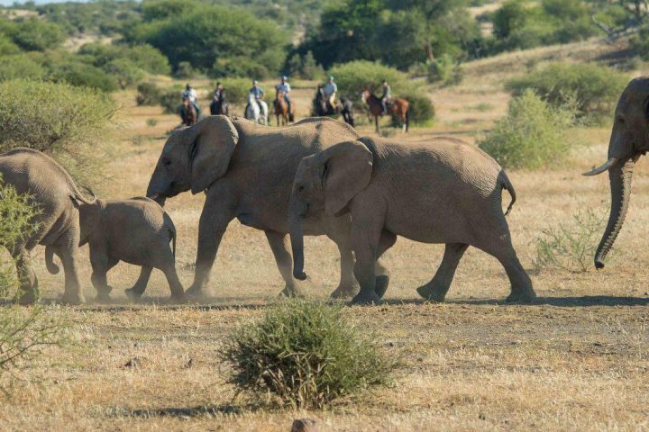 Nilpferd-Spotting: Reitsafari in Südafrika