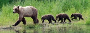 Grizzly mit Jungen