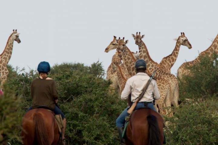 Giraffenherde Botswana