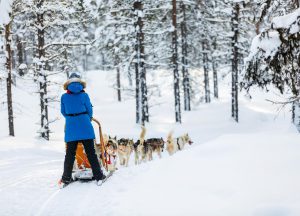 Huskyschlitten von hinten