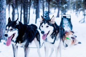 Huskys im Winter