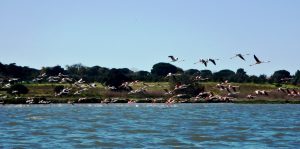 Tejo Mündung